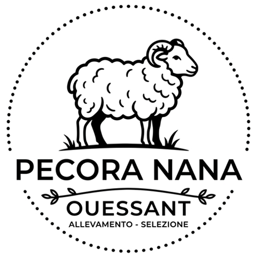 Pecora Nana Ouessant
